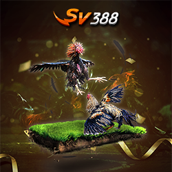 sv388awc - Đá gà