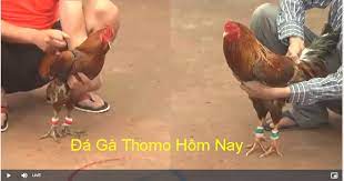 thomohomnay - Thomohomnay - Cập nhật Clip Đá gà Thomo Hôm Nay Vegas79